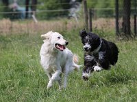 Puppys van Bliss040622-0060